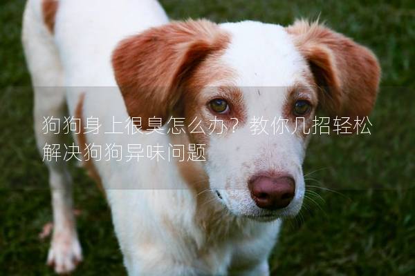 狗狗身上很臭怎么辦？教你幾招輕松解決狗狗異味問題