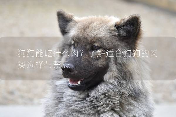 狗狗能吃什么肉？了解適合狗狗的肉類選擇與禁忌