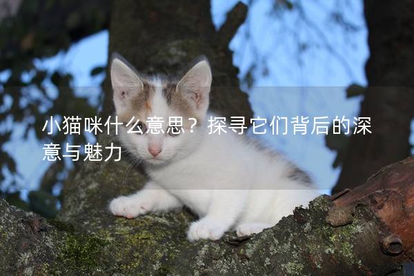 小貓咪什么意思？探尋它們背后的深意與魅力