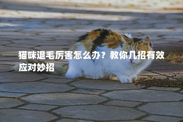 貓咪退毛厲害怎么辦？教你幾招有效應對妙招