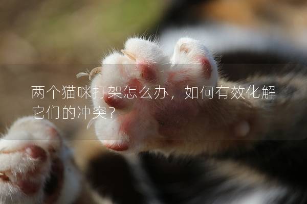 兩個貓咪打架怎么辦，如何有效化解它們的沖突？