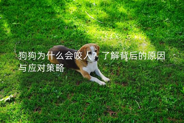 狗狗為什么會咬人？了解背后的原因與應(yīng)對策略