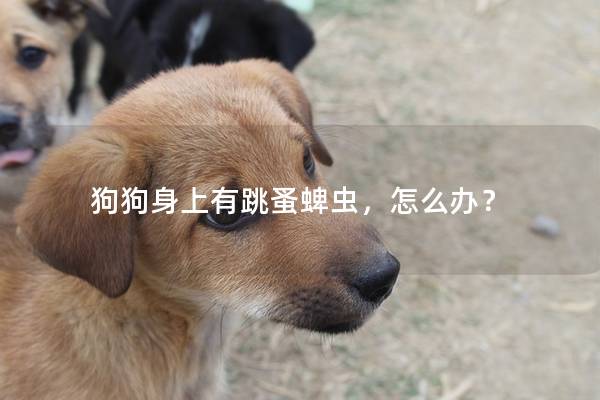 狗狗身上有跳蚤蜱蟲，怎么辦？