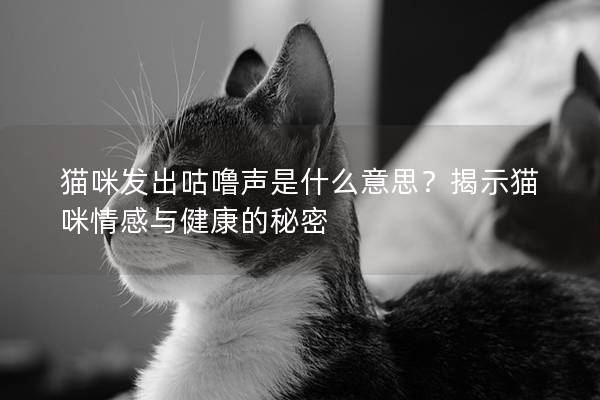 貓咪發出咕嚕聲是什么意思？揭示貓咪情感與健康的秘密