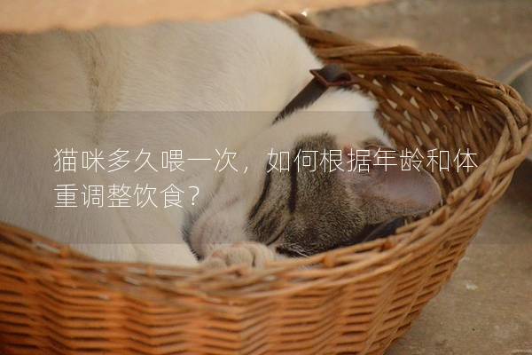 貓咪多久喂一次，如何根據(jù)年齡和體重調(diào)整飲食？