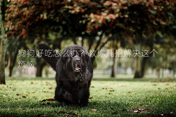 狗狗好吃怎么辦？教你幾招解決這個煩惱
