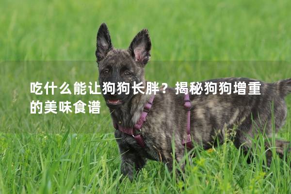 吃什么能讓狗狗長胖？揭秘狗狗增重的美味食譜