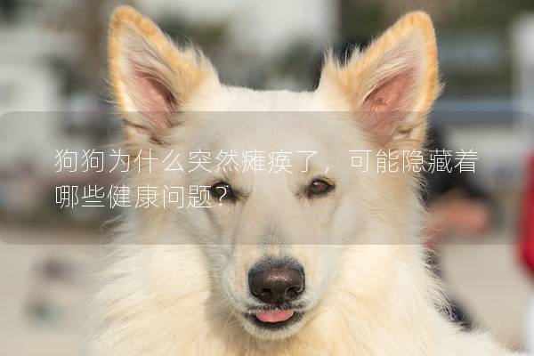 狗狗為什么突然癱瘓了,可能隱藏著哪些健康問題? 狗狗為什么突然癱瘓了,可能隱藏著哪些健康問題?