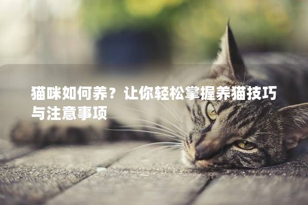 貓咪如何養？讓你輕松掌握養貓技巧與注意事項