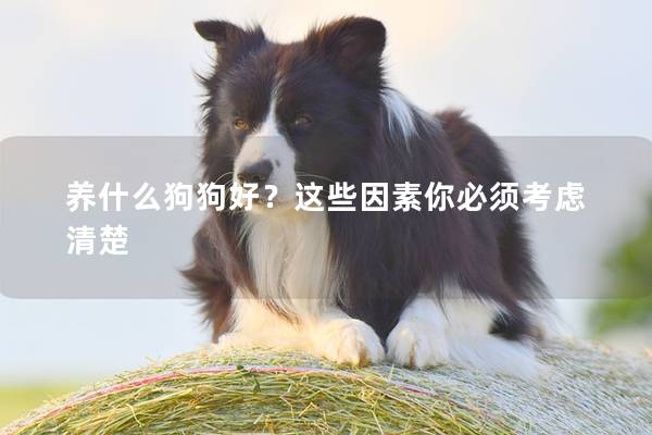 養什么狗狗好？這些因素你必須考慮清楚