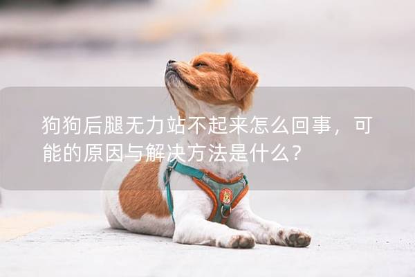 狗狗后腿無力站不起來怎么回事,可能的原因與解決方法是什么? 狗狗后腿無力站不起來怎么回事,可能的原因與解決方法是什么?