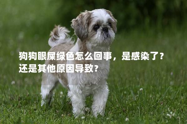 狗狗眼屎綠色怎么回事，是感染了？還是其他原因導致？