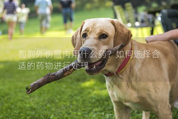 狗狗外傷露肉用什么藥？如何選擇合適的藥物進行處理