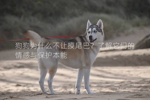 狗狗為什么不讓摸尾巴？了解它們的情感與保護(hù)本能