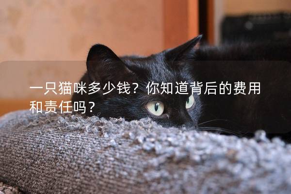 一只貓咪多少錢？你知道背后的費用和責任嗎？