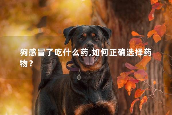 狗感冒了吃什么藥,如何正確選擇藥物？