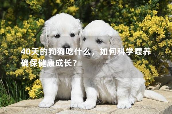40天的狗狗吃什么，如何科學(xué)喂養(yǎng)確保健康成長？