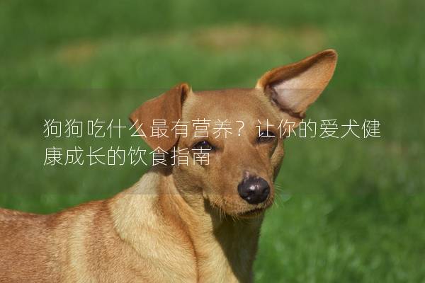 狗狗吃什么最有營養(yǎng)？讓你的愛犬健康成長的飲食指南