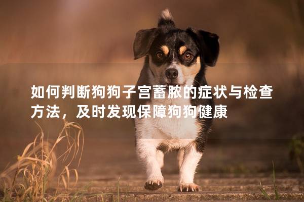 如何判斷狗狗子宮蓄膿的癥狀與檢查方法，及時(shí)發(fā)現(xiàn)保障狗狗健康