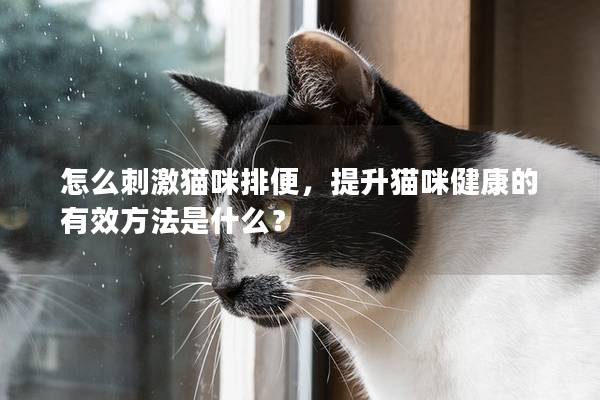 怎么刺激貓咪排便，提升貓咪健康的有效方法是什么？