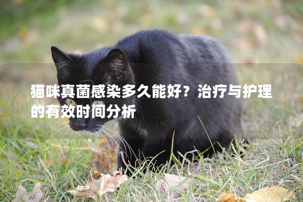 貓咪真菌感染多久能好？治療與護(hù)理的有效時(shí)間分析