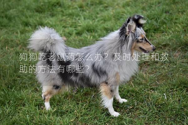 狗狗吃老鼠藥怎么辦？及時處理和救助的方法有哪些？