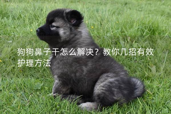 狗狗鼻子干怎么解決？教你幾招有效護(hù)理方法