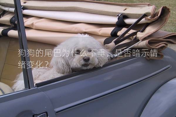 狗狗的尾巴為什么下垂，是否暗示情緒變化？