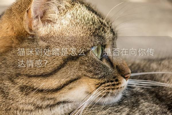 貓咪到處蹭是怎么了，是否在向你傳達(dá)情感？