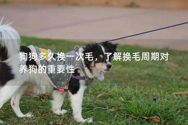 狗狗多久換一次毛，了解換毛周期對(duì)養(yǎng)狗的重要性