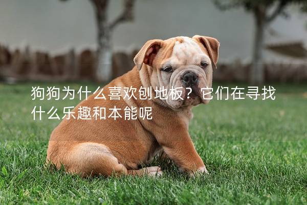 狗狗為什么喜歡刨地板？它們在尋找什么樂趣和本能呢