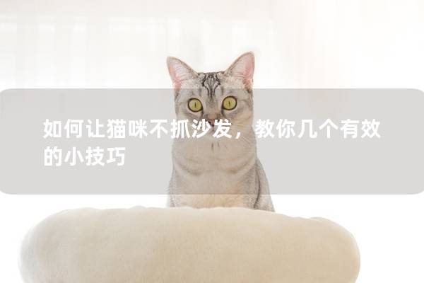 如何讓貓咪不抓沙發，教你幾個有效的小技巧
