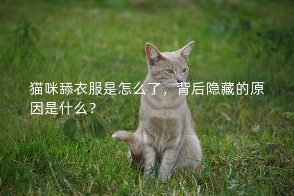 貓咪舔衣服是怎么了，背后隱藏的原因是什么？