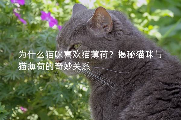為什么貓咪喜歡貓薄荷？揭秘貓咪與貓薄荷的奇妙關系