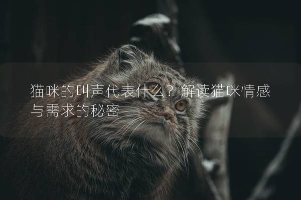 貓咪的叫聲代表什么？解讀貓咪情感與需求的秘密