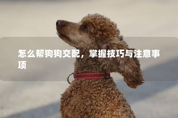 怎么幫狗狗交配，掌握技巧與注意事項(xiàng)
