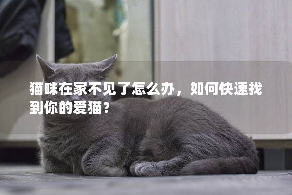 貓咪在家不見了怎么辦，如何快速找到你的愛貓？