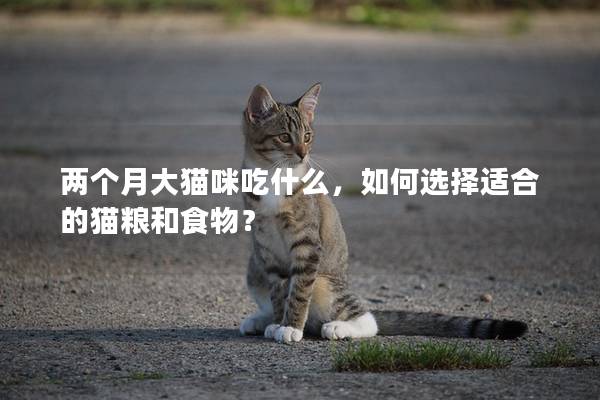 兩個月大貓咪吃什么，如何選擇適合的貓糧和食物？