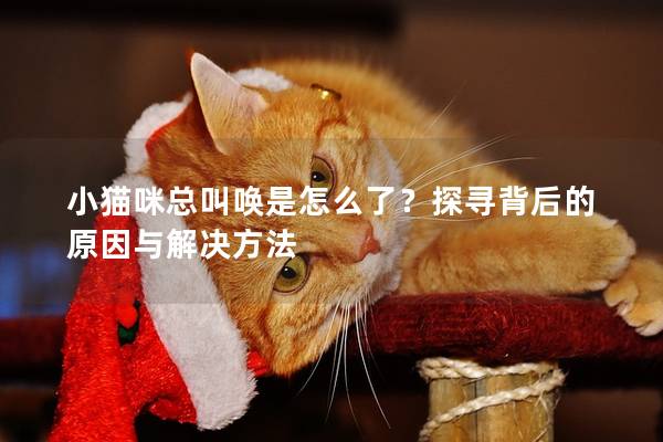 小貓咪總叫喚是怎么了？探尋背后的原因與解決方法
