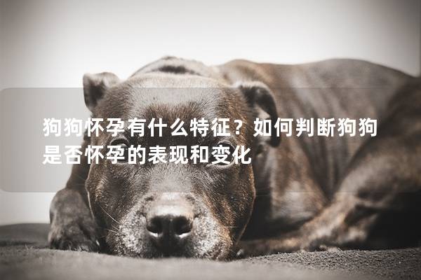 狗狗懷孕有什么特征？如何判斷狗狗是否懷孕的表現和變化