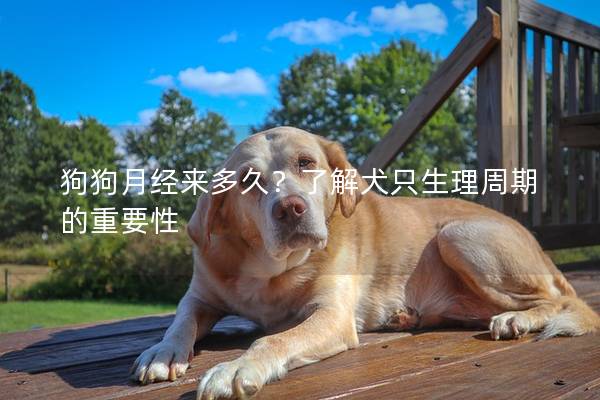 狗狗月經(jīng)來(lái)多久？了解犬只生理周期的重要性