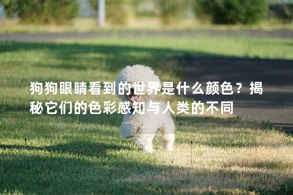 狗狗眼睛看到的世界是什么顏色？揭秘它們的色彩感知與人類的不同