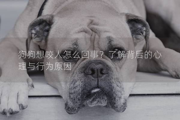狗狗想咬人怎么回事？了解背后的心理與行為原因
