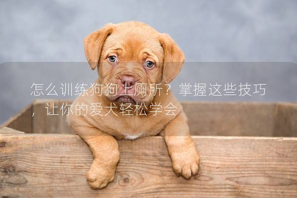 怎么訓(xùn)練狗狗上廁所？掌握這些技巧，讓你的愛犬輕松學(xué)會