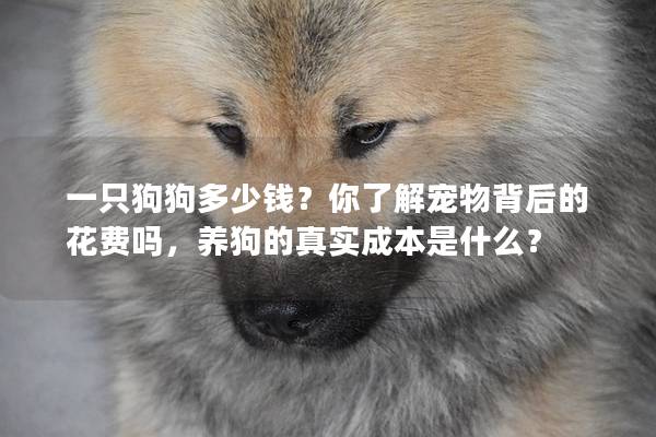 一只狗狗多少錢？你了解寵物背后的花費嗎，養狗的真實成本是什么？