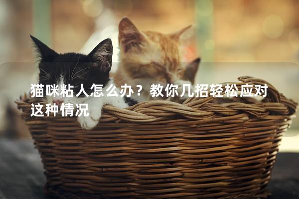 貓咪粘人怎么辦？教你幾招輕松應對這種情況