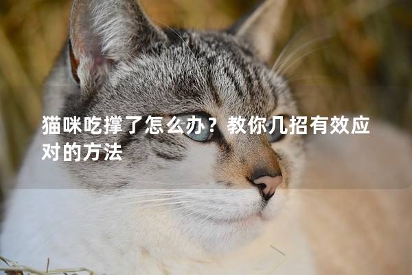 貓咪吃撐了怎么辦？教你幾招有效應(yīng)對(duì)的方法