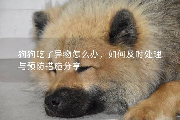 狗狗吃了異物怎么辦，如何及時處理與預防措施分享