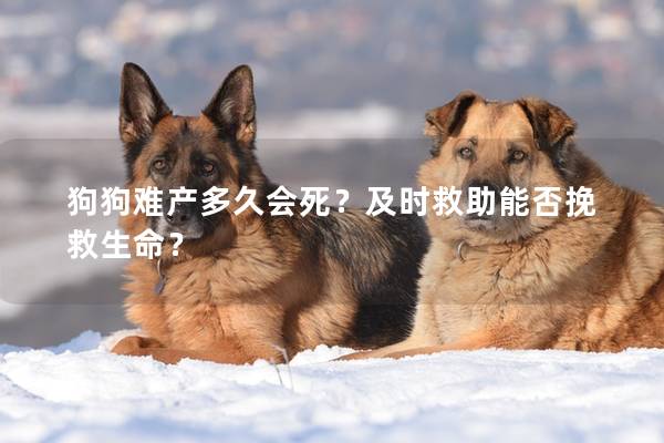 狗狗難產多久會死？及時救助能否挽救生命？