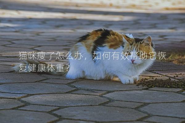 貓咪瘦了怎么辦，如何有效幫助它恢復健康體重？
